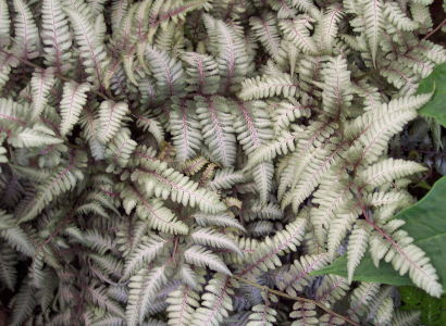 Athyrium niponicum var pictum